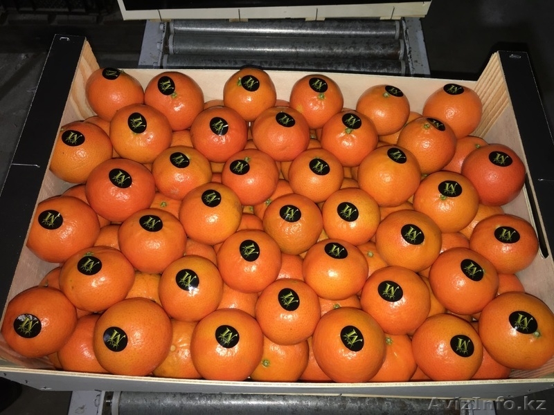 мандарины,апельсины,лимоны из Испании - Изображение #9, Объявление #1129256