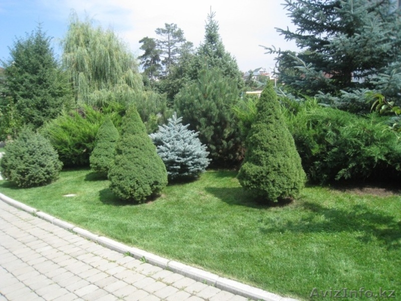 Озеленение. Ландшафтный дизайн. Алматы. - Изображение #1, Объявление #1348818