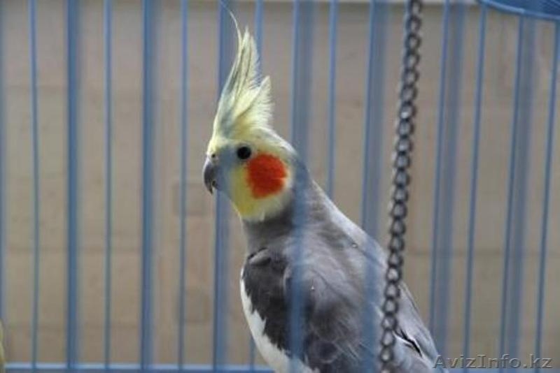 Продам попугаев  Корелл и какарика - Изображение #4, Объявление #1346011