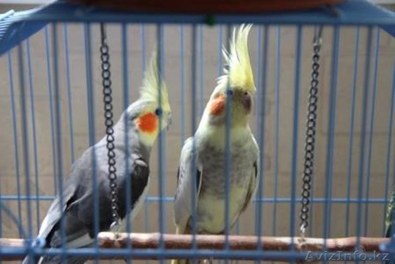Продам попугаев  Корелл и какарика - Изображение #3, Объявление #1346011