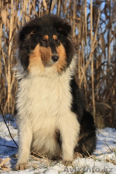 Колли щенки г. Алматы,Казахстан, питомник "Классик Топ" СКК-FCI - Изображение #3, Объявление #1273654