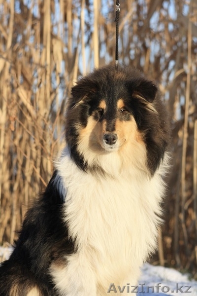 Колли щенки г. Алматы,Казахстан, питомник "Классик Топ" СКК-FCI - Изображение #2, Объявление #1273654