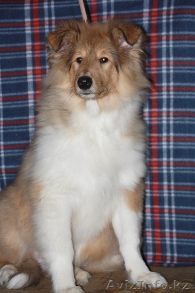  Колли щенки рыжие г. Алматы,Казахстан, питомник "Классик Топ" СКК-FCI - Изображение #4, Объявление #1308540