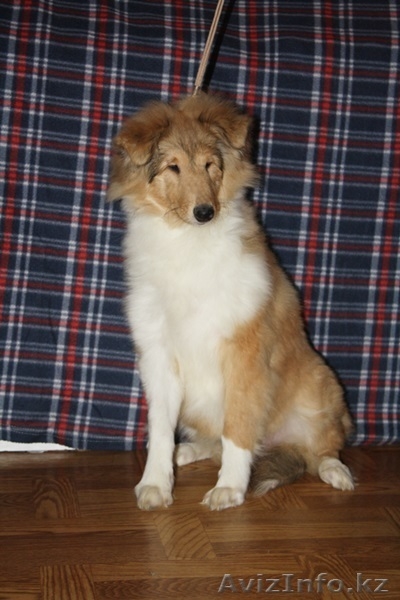  Колли щенки рыжие г. Алматы,Казахстан, питомник "Классик Топ" СКК-FCI - Изображение #3, Объявление #1308540