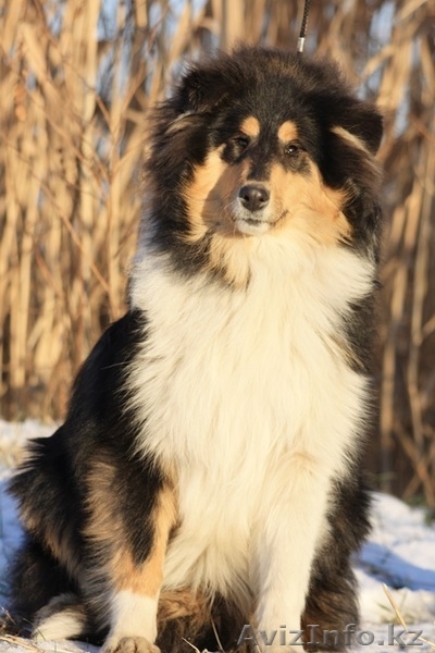 Колли щенки г. Алматы,Казахстан, питомник "Классик Топ" СКК-FCI - Изображение #4, Объявление #1273654