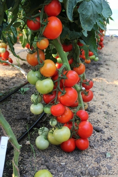 Селекционно-семеневодческая фирма в Алматы  - Изображение #1, Объявление #1353483