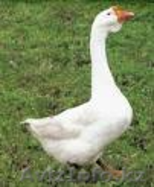 СРОЧНО продам домашних (этого года) ГУСЕЙ - Изображение #3, Объявление #1346972