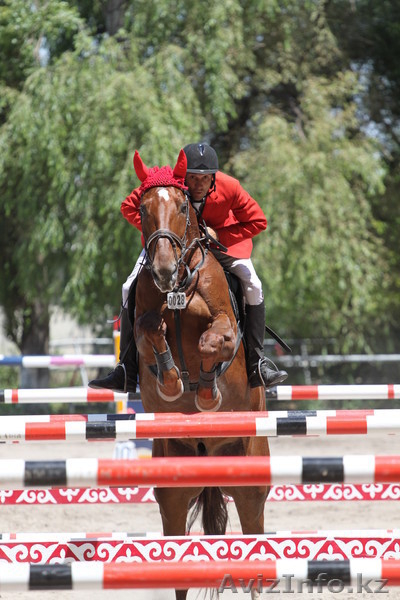 конные прогулки,обучение верховой езде взрослых и детей - Изображение #3, Объявление #1156707