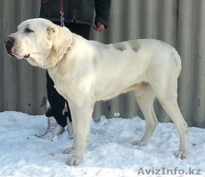Открыт резерв на приобретение щенков САО (алабая) - Изображение #5, Объявление #1362197