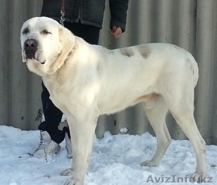 Открыт резерв на приобретение щенков САО (алабая) - Изображение #6, Объявление #1362197