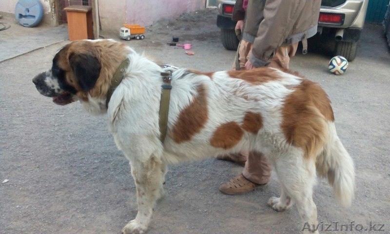 Щенки московской сторожевой овчарки (продажа) - Изображение #3, Объявление #1355385