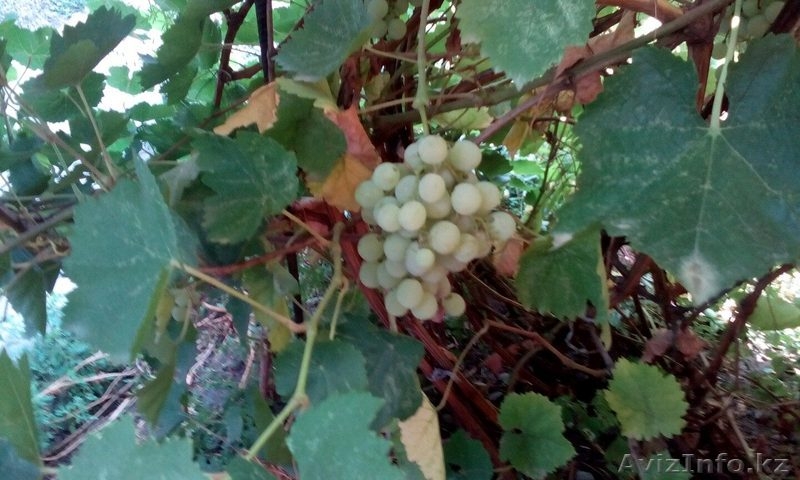 5 комнат-2 входа - Изображение #5, Объявление #1361365