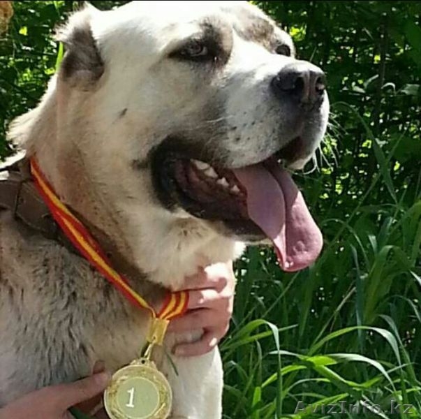 Открыт резерв на приобретение щенков САО (алабая) - Изображение #3, Объявление #1362197