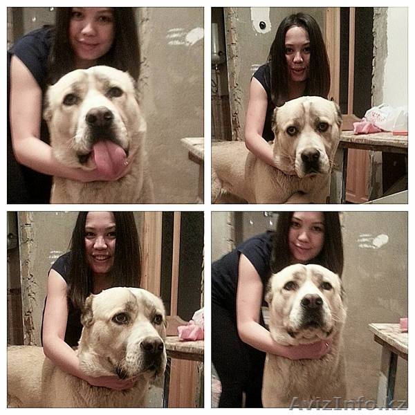 Открыт резерв на приобретение щенков САО (алабая) - Изображение #4, Объявление #1362197