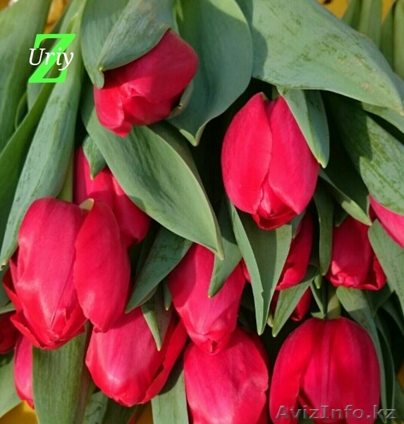 Тюльпаны оптом к 8 марта  - Изображение #4, Объявление #1363745