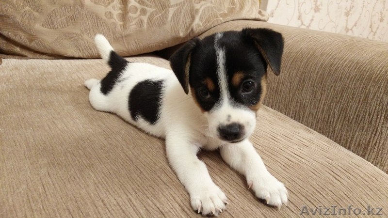 Продам щенка Джек-рассел-терьера. - Изображение #3, Объявление #1356086