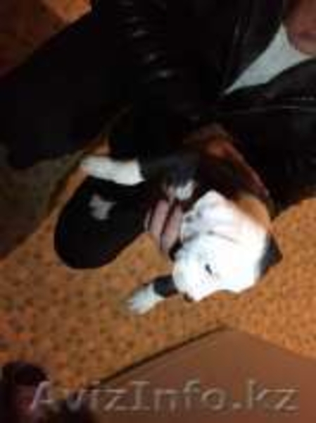 щенок американский стафардширский терьер  - Изображение #3, Объявление #1373783