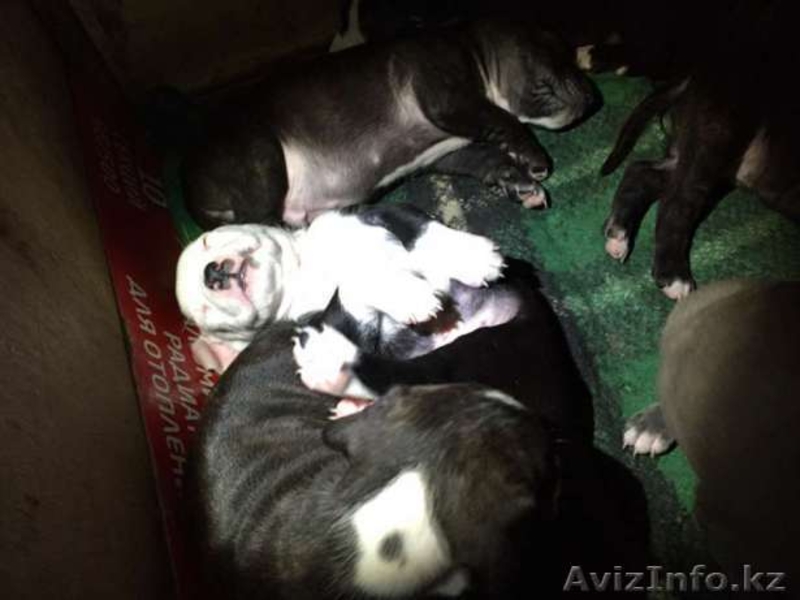 щенок американский стафардширский терьер  - Изображение #4, Объявление #1373783