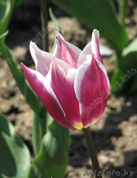 Тюльпаны к 8 марта оптом - Изображение #5, Объявление #1378841