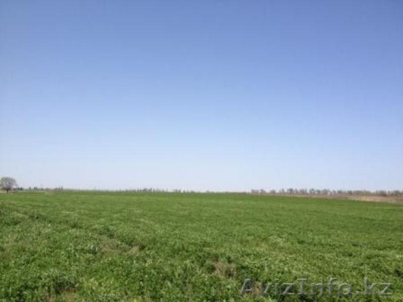 ено в тюках (шоколадка) по 15-17кг.  - Изображение #3, Объявление #1337072