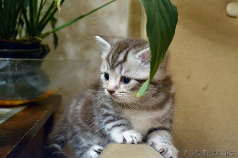 Кошки британской породы! - Изображение #1, Объявление #1378471