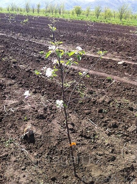 Саженцы яблони 15 сортов - Изображение #3, Объявление #1369215