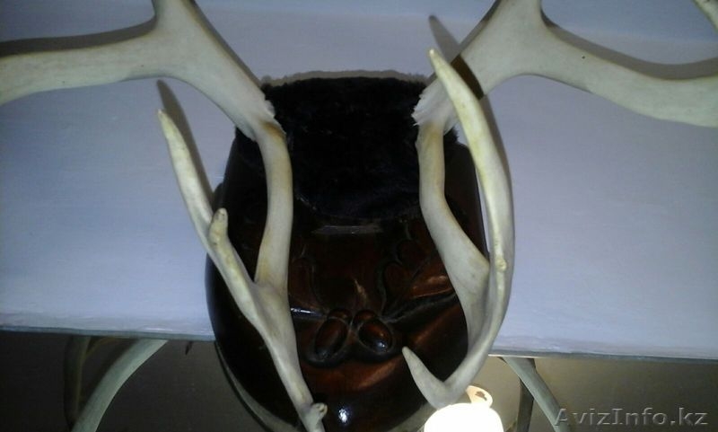 Продам рога сибирского оленя! - Изображение #3, Объявление #1373519