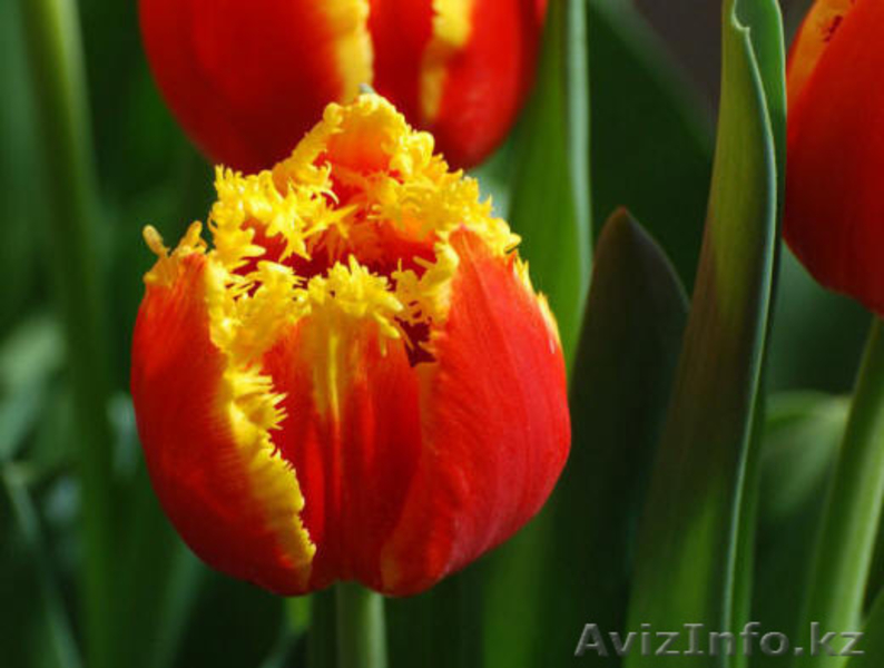 Тюльпаны к 8 марта оптом - Изображение #6, Объявление #1378841