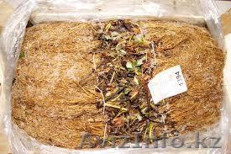 Клубника оптом и в розницу 17 сортов - Изображение #5, Объявление #1374800