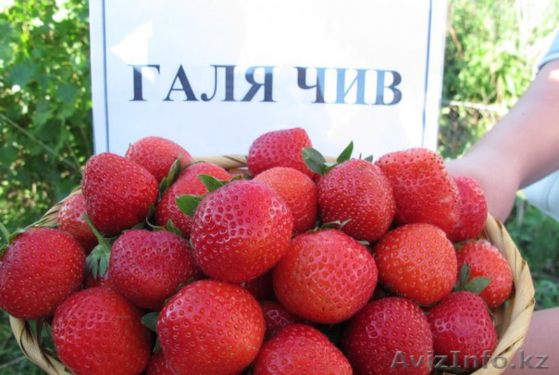 Клубника оптом и в розницу 17 сортов - Изображение #3, Объявление #1374800