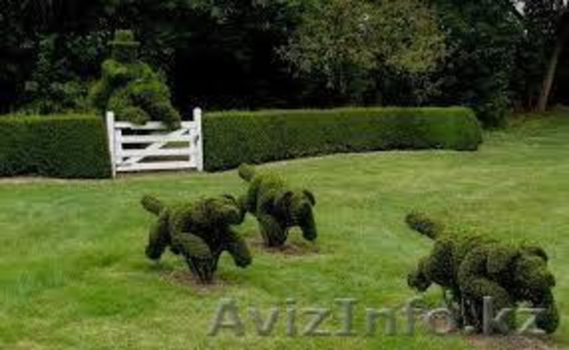 Устройство газона. - Изображение #3, Объявление #1375320