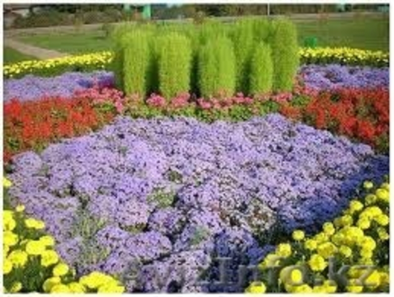 Озеленение,ландшафтный дизайн - Изображение #3, Объявление #1375322