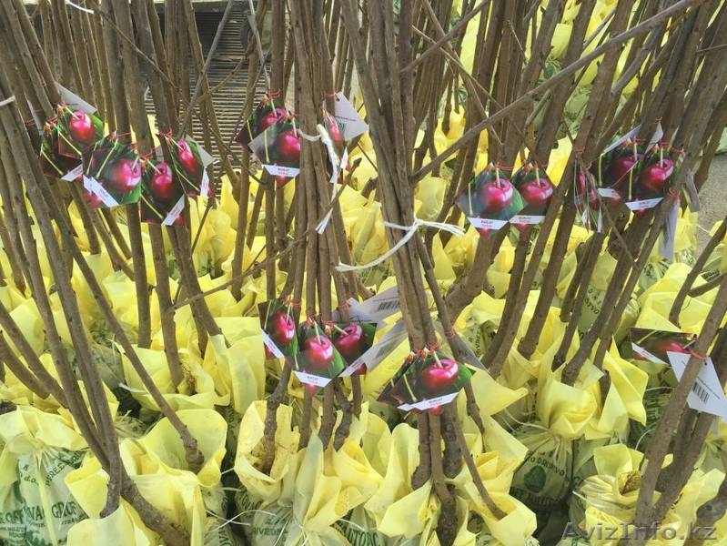 Саженцы плодовых, хвойных деревьев и роз из Европы оптом - Изображение #10, Объявление #1368270