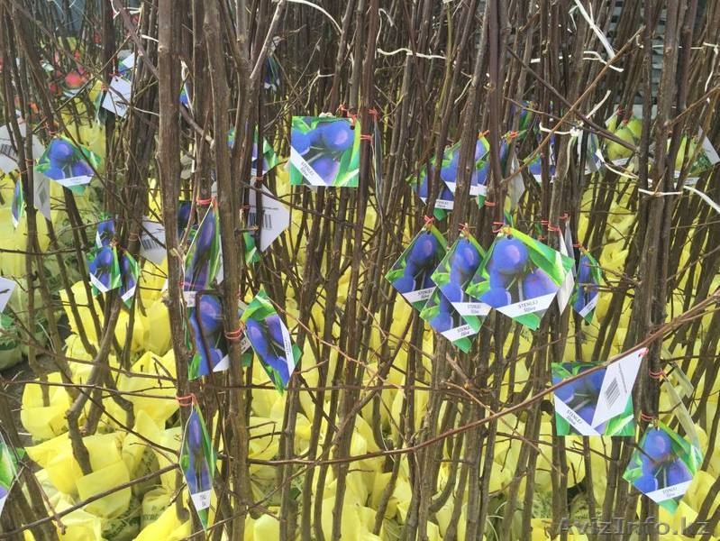 Саженцы плодовых, хвойных деревьев и роз из Европы оптом - Изображение #9, Объявление #1368270