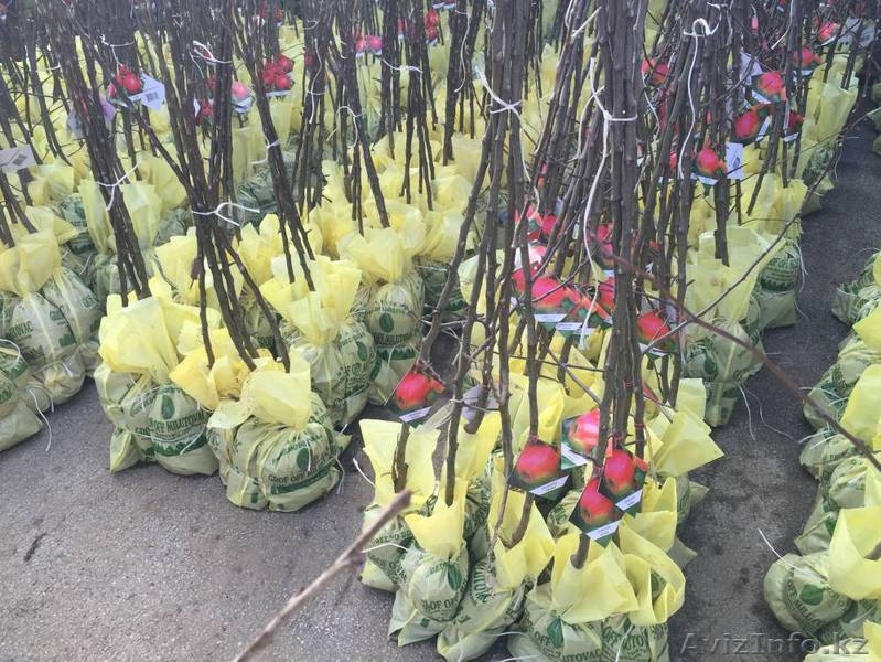 Саженцы плодовых, хвойных деревьев и роз из Европы оптом - Изображение #8, Объявление #1368270