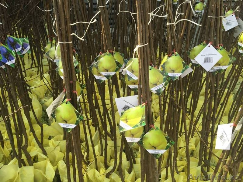 Саженцы плодовых, хвойных деревьев и роз из Европы оптом - Изображение #7, Объявление #1368270