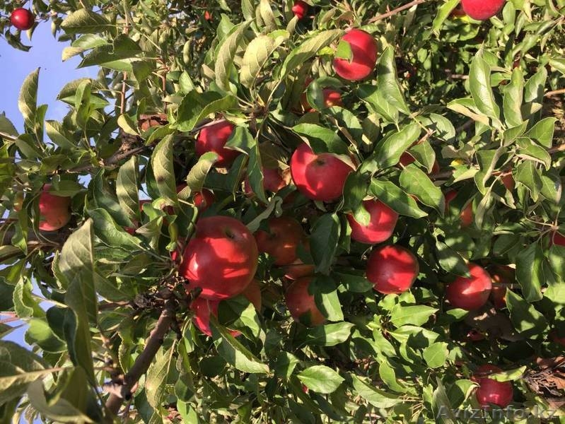 Саженцы плодовых, хвойных деревьев и роз из Европы оптом - Изображение #4, Объявление #1368270