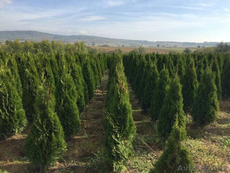 Саженцы плодовых, хвойных деревьев и роз из Европы оптом - Изображение #5, Объявление #1368270