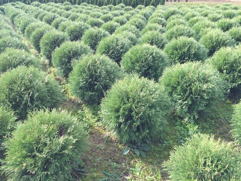 Саженцы плодовых, хвойных деревьев и роз из Европы оптом - Изображение #3, Объявление #1368270