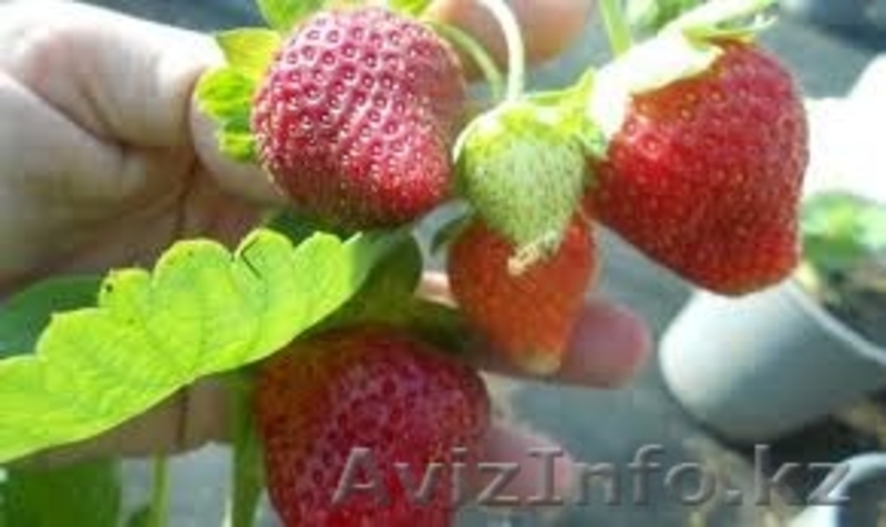 Клубника оптом и в розницу 17 сортов - Изображение #4, Объявление #1374800