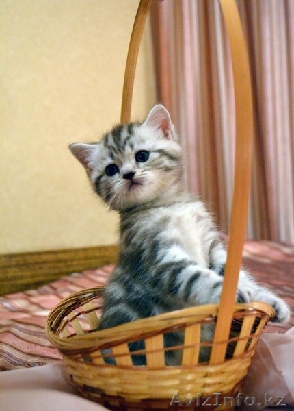 Кошки британской породы! - Изображение #2, Объявление #1378471