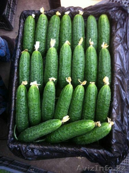 "Узагро-импортКазахстан" - Изображение #3, Объявление #1372074