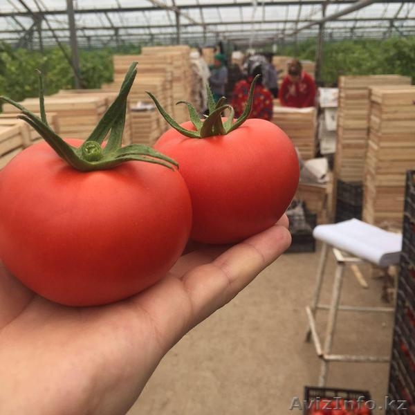 "Узагро-импортКазахстан" - Изображение #6, Объявление #1372074