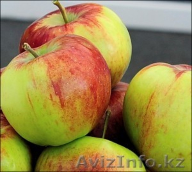Саженцы яблони (местные) - Изображение #4, Объявление #1372566