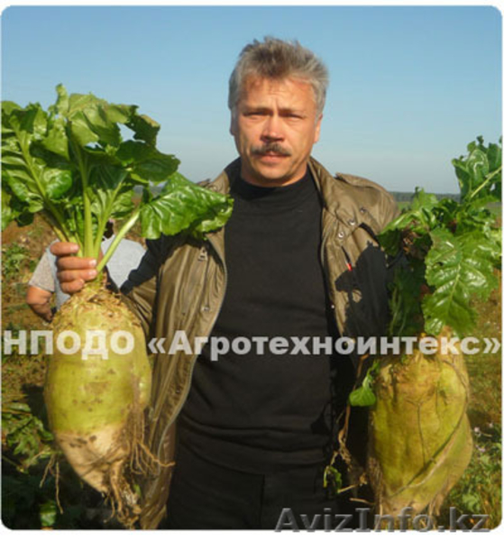 Семена кормовой свеклы сорт ЛАДА - корнеплоды до 25 кг! - Изображение #3, Объявление #1376028