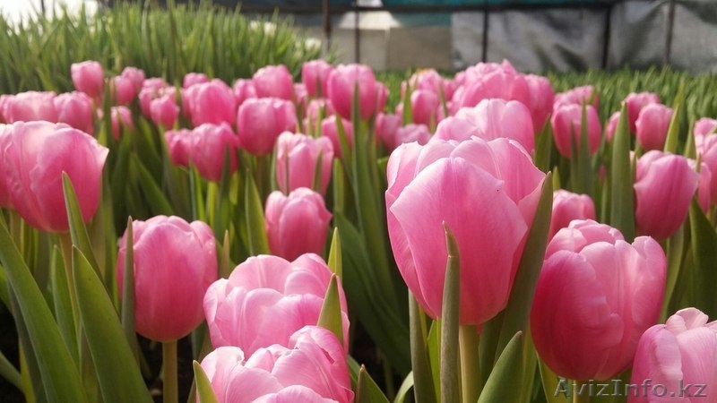 ТЮЛЬПАНЫ-- на 8 марта!!! Оптом - Цветы - Изображение #3, Объявление #1379535