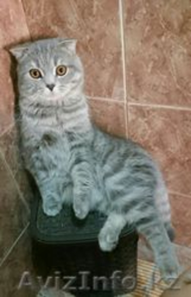 Котенок Скотиш Страйт Шотландский - Изображение #4, Объявление #1396353