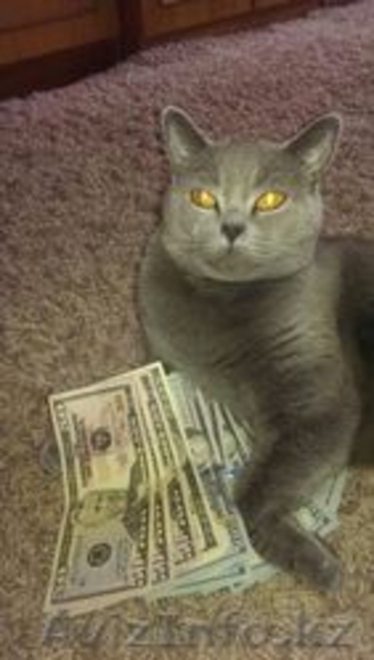 Котенок Скотиш Страйт Шотландский - Изображение #5, Объявление #1396353