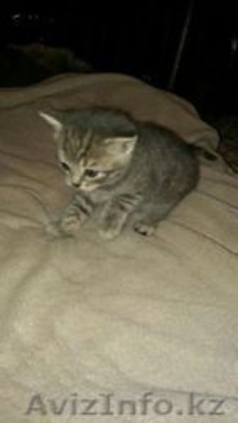 Котенок Скотиш Страйт Шотландский - Изображение #2, Объявление #1396353
