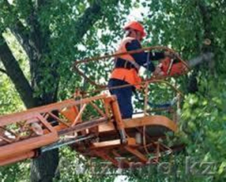 Пилим и обрезаем аварийные деревья любой сложности в Алматы - Изображение #3, Объявление #1383928